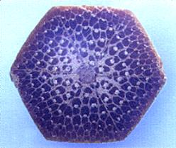 Typical bamboo rod cross section