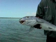 Meet Mr. Bonefish!