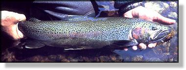 Steelhead may spawn six times here