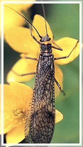 giant salmon fly