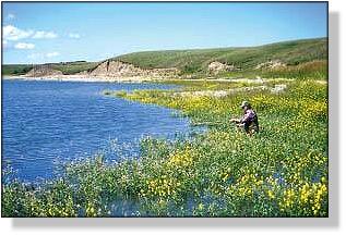 Exploring a Canola Fringed Coulee