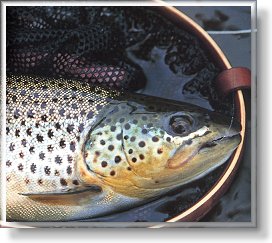 Grand River Brown