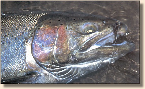 Ganaraska Steelhead