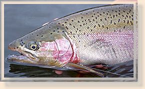 Kamloops Trout
