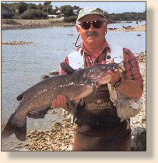 Channel Catfish