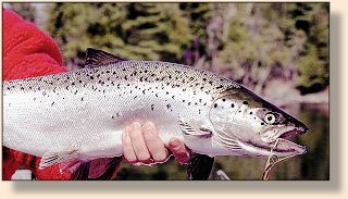 Note Tandem Fly in the Salmon's Jaw