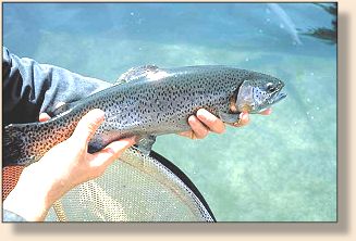 California Rainbow Trout