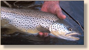 Typical Bow Brown
