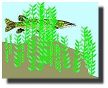 Pike habitat