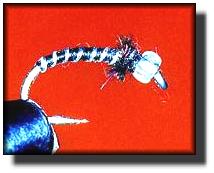 Crow Midge