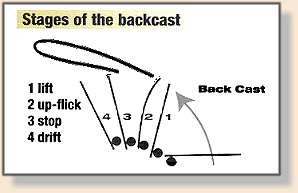 Stages of the Backcast