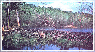 Beaver Dam