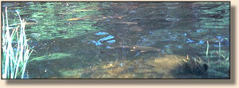 In the shallows