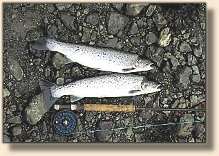 A Brace of Bright Sea-Run Browns From Shearstown Pond