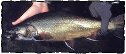 Nipigon Brook Trout