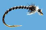 Midge Pupa