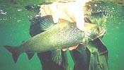 grayling