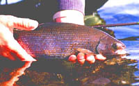 grayling