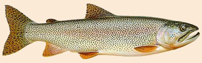 Cutthroat!
