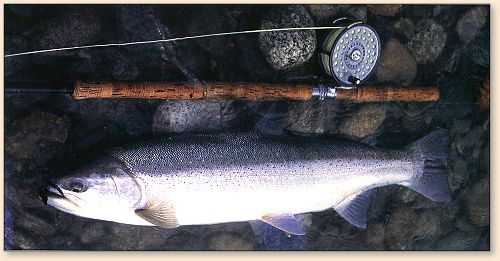 Fresh Dean summer-run steelhead