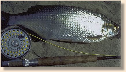 Goldeye