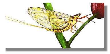 Hexagenia