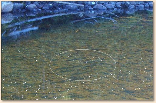 Spotting the Salmon