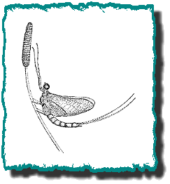 Drawing of mayfly