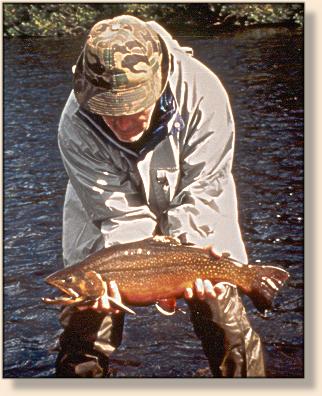 Average Minipi Brook Trout