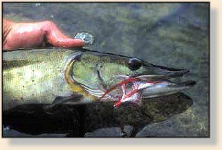 Muskie on the Fly