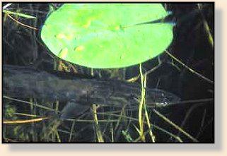 Muskie in Ambush Mode
