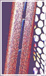 Net Frame
