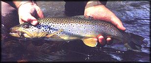 Nice Brown
