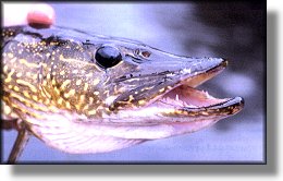 Pike
