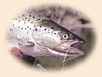 Landlocked Salmon
