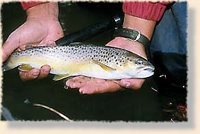 Battle Creek Brown
