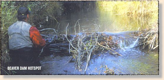 Beaver Dam Hotspot