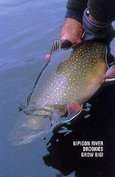 Nipigon River Brook Trout