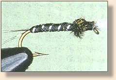 Black and Silver Chironomid