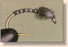 Black Chironomid Pypa
