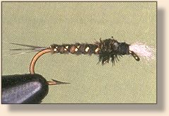 Turkey and Gold Chironomid
