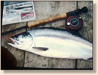 Ocean bright Pink Salmon taken with a floating line, note pink euphausid pattern in mouth