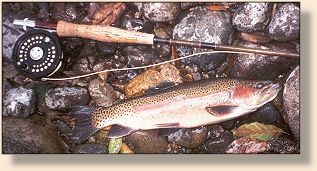Shasta Rainbow