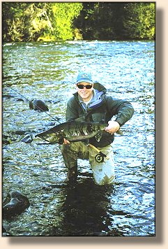 Chum Salmon