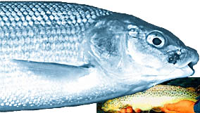 Whitefish (Trout in Window)