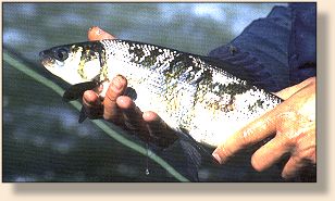 Whitefish - great eating!