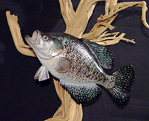 Crappie Photo