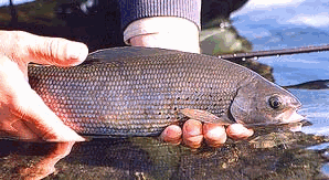 Grayling
