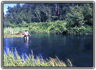 Summer on Spring Creek