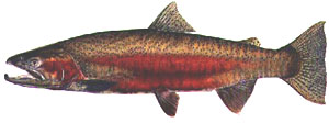 South Fork Salmon River Steelhead